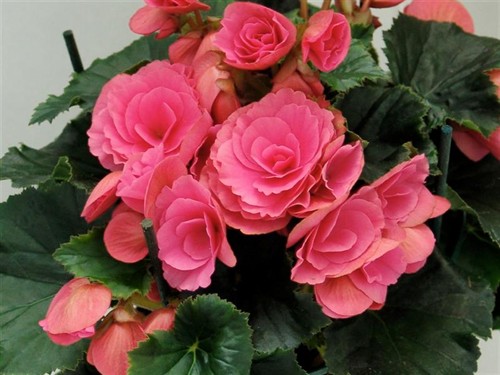 B. ‘Dana’